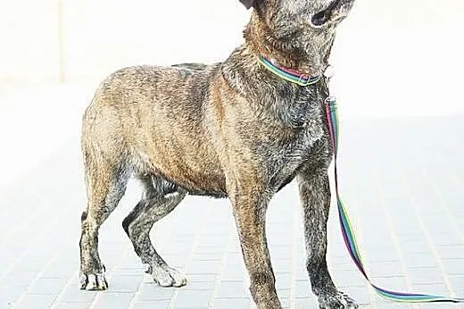 Rambo w typie doga Kanaryjskiego czeka na dom.,  ś