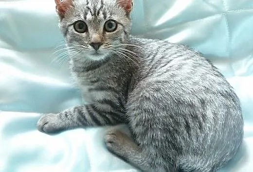 Silver whiskas, mazowieckie Warszawa