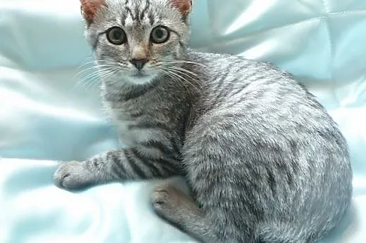 Silver whiskas,  mazowieckie Warszawa