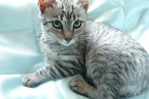 Silver whiskas,  mazowieckie Warszawa