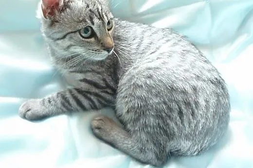 Silver whiskas,  mazowieckie Warszawa