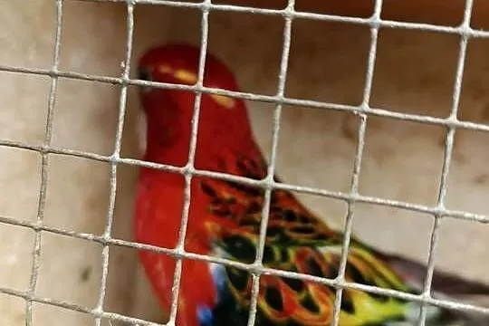 Samiec rozelle białolica czerwony dwu letni na obrączce