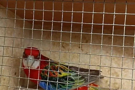 Samiec rozelle białolica czerwony dwu letni na obrączce, Opolskie, Opole