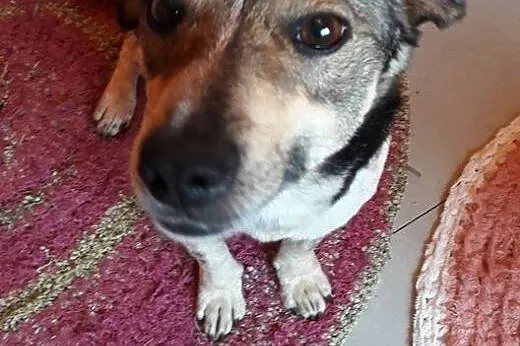 Psikus, młody i nieduży, wpatrzony w cżłowieka, lu