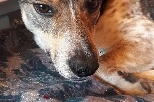 Psikus, młody i nieduży, wpatrzony w cżłowieka, lu
