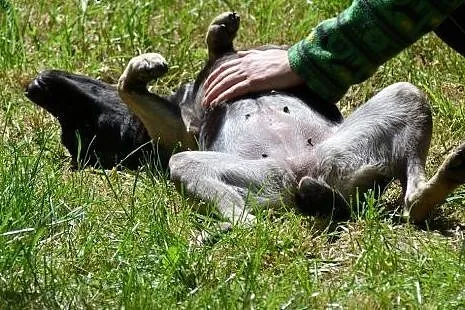 1,5 roczna delikatna i mądra sunia szuka domu,  śl