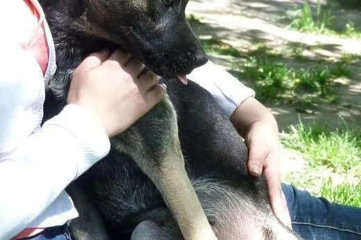 1,5 roczna delikatna i mądra sunia szuka domu,  śl