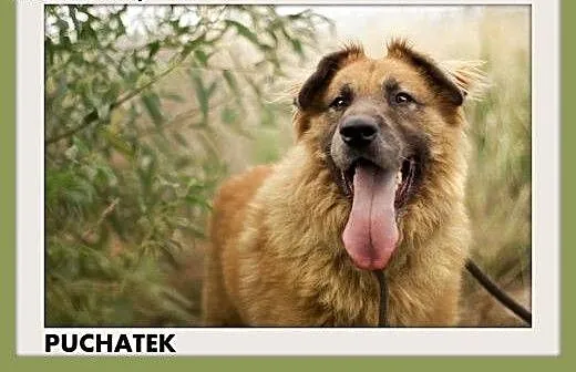 PUCHATEK,duży 40 kg pies stróżujący do domu z ogro