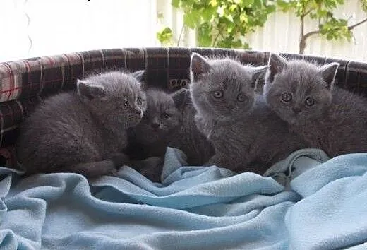 Sprzedam kocięta brytyjskie niebieskie kota, Koty