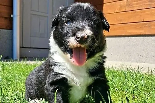 Border Collie - piesek BOSS - z hodowli NEGRESSE, Małopolskie, Porąbka Uszewska