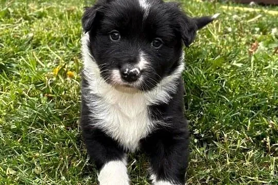 Border Collie - piesek BOSS - z hodowli NEGRESSE, Małopolskie, Porąbka Uszewska