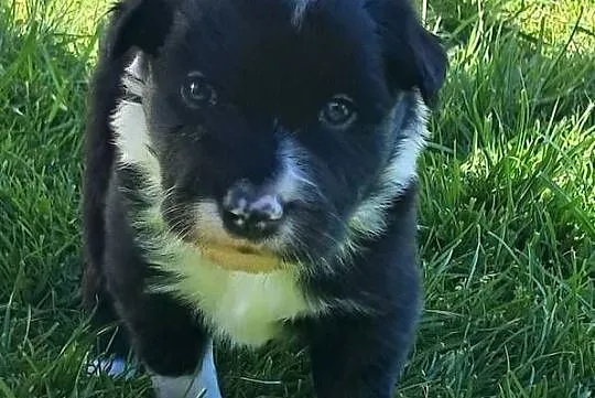 Border Collie - piesek BOSS - z hodowli NEGRESSE, Małopolskie, Porąbka Uszewska