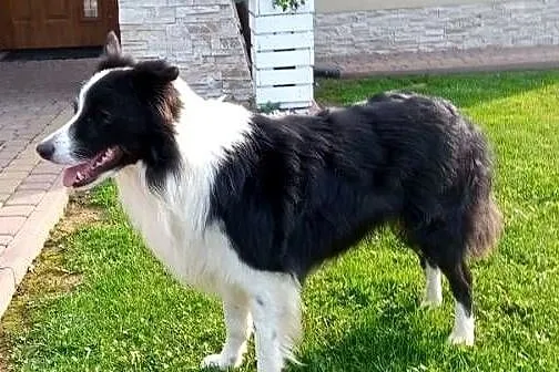Border Collie - piesek BOSS - z hodowli NEGRESSE, Małopolskie, Porąbka Uszewska