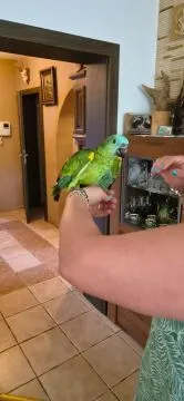 Amazonki niebieskoczelne ręcznie karmione pupile......., , Sulbiny