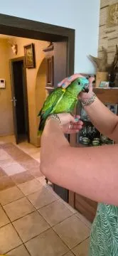 Amazonki niebieskoczelne ręcznie karmione pupile......., , Sulbiny