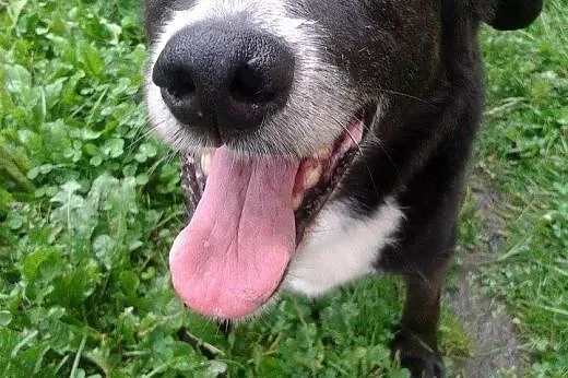 Psi senior Gacek szuka domu!,  wielkopolskie Pozna