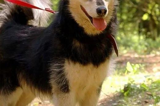 Zefir - wesoły psiak mix husky czeka na kochający dom,  kujawsko-pomorskie Toruń