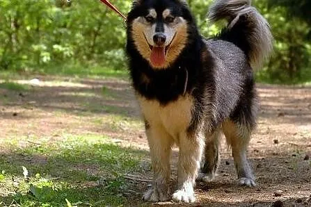 Zefir - wesoły psiak mix husky czeka na kochający 