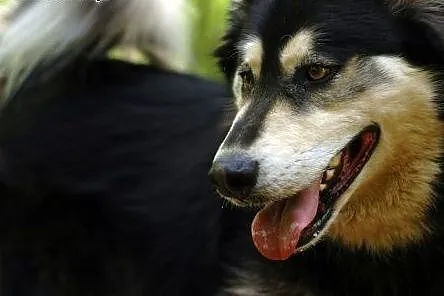 Zefir - wesoły psiak mix husky czeka na kochający 