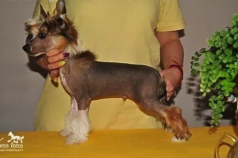 Chińskie grzywacze ZKwP, świętokrzyskie Kielce