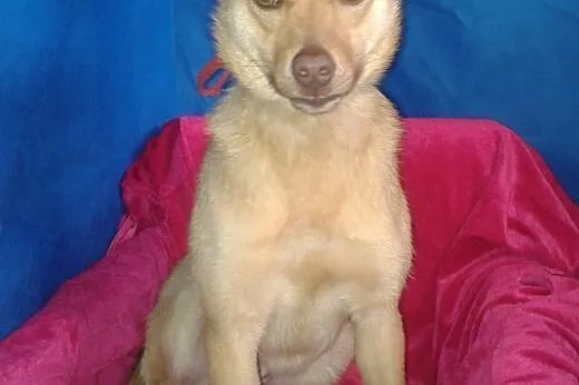 Mały,kilkumiesięczny, wesoły NIUNIEK szuka domu ADOPCJA.,  dolnośląskie Wrocław