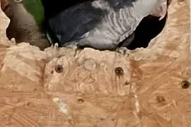 Sprzedam mnichy nizinne