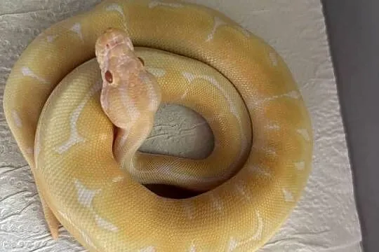 Pyton królewski albino spider