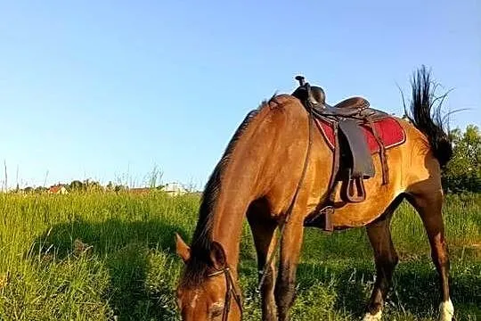 Sprzedam dwa wałachy zajezdzone 21lat i 19lat