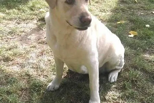 Vicki- biszkoptowa labradorka do adopcji,  wielkopolskie Poznań