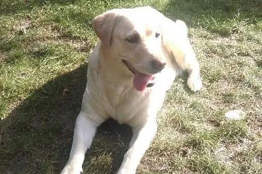 Vicki- biszkoptowa labradorka do adopcji,  wielkop