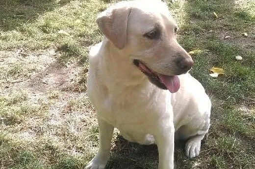 Vicki- biszkoptowa labradorka do adopcji,  wielkop