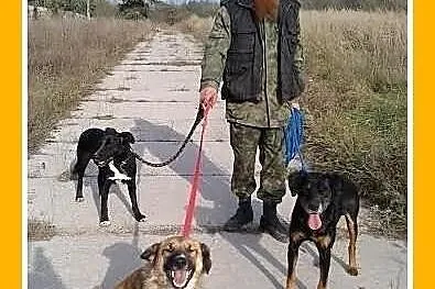 Rok czeka w schronisku na dom,łagodny,grzeczny śre