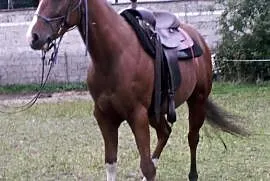 OKAZJA Wałach American Paint Horse, Konin