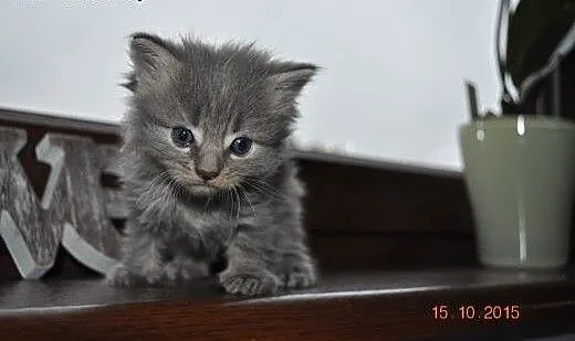 Maine Coon okazja , wielkopolskie Ostrów Wielkopo
