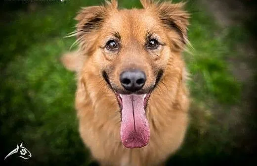 Nikodem - słodki rudzielec do adopcji, śląskie Cz