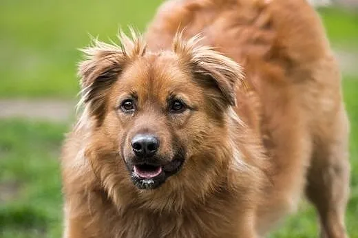 Nikodem - słodki rudzielec do adopcji,  śląskie Cz