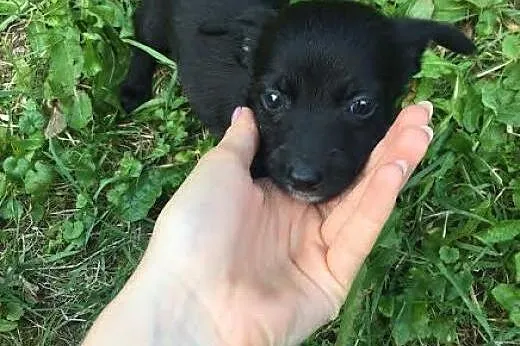 Szczeniak szuka domu, pokochaj i adoptuj PACINA,  