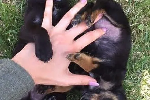 Szczeniak szuka domu, pokochaj i adoptuj PACINA,  