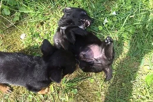 Szczeniak szuka domu, pokochaj i adoptuj PACINA,  