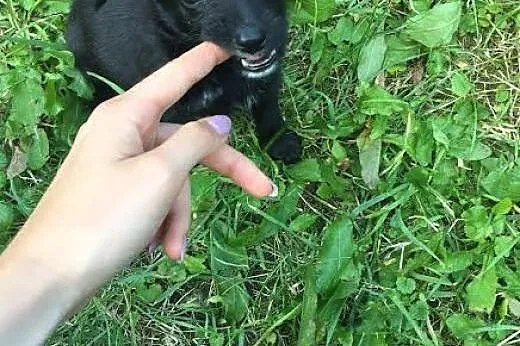 Szczeniak szuka domu, pokochaj i adoptuj PACINA,  