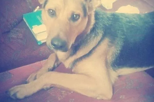 JERRY - pies który kocha Dzieci szuka domku.,  maz