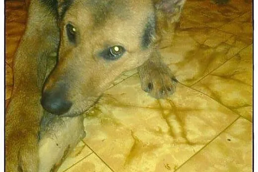 JERRY - pies który kocha Dzieci szuka domku.,  maz