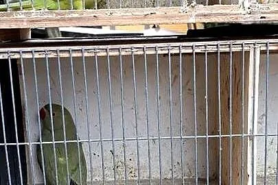 Papugi aleksandretty obrożne, Wielkopolskie, Konin