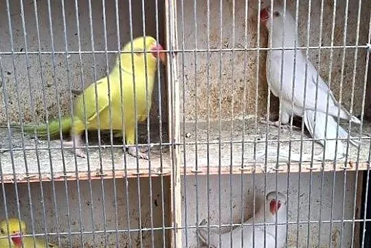Papugi aleksandretty obrożne, Wielkopolskie, Konin