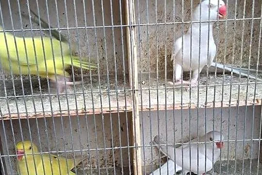 Papugi aleksandretty obrożne, Wielkopolskie, Konin
