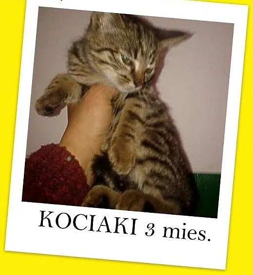3 mies. kociaki,kociczka pręgowana,kocurek z biały