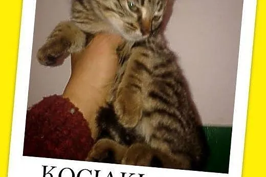 3 mies. kociaki,kociczka pręgowana,kocurek z biały