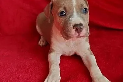 Amstaff Szczeniaki