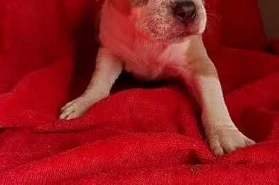 Amstaff Szczeniaki, Łódzkie, Radomsko