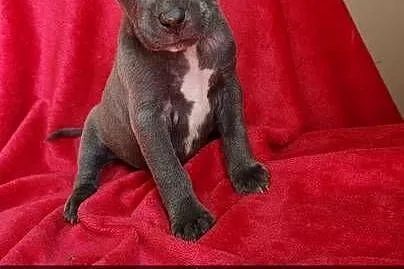 Amstaff Szczeniaki, Łódzkie, Radomsko